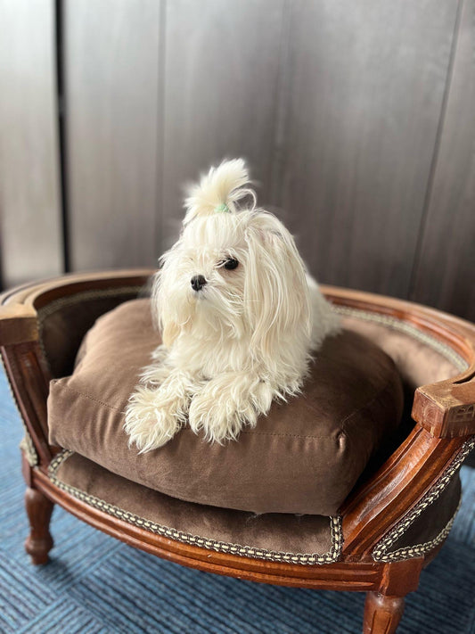 Dog Sofa Chair Retro Baroque Rococo Style Cute Dog Settee Green Velvet Blue Velvet for Home Decor Dog Chair